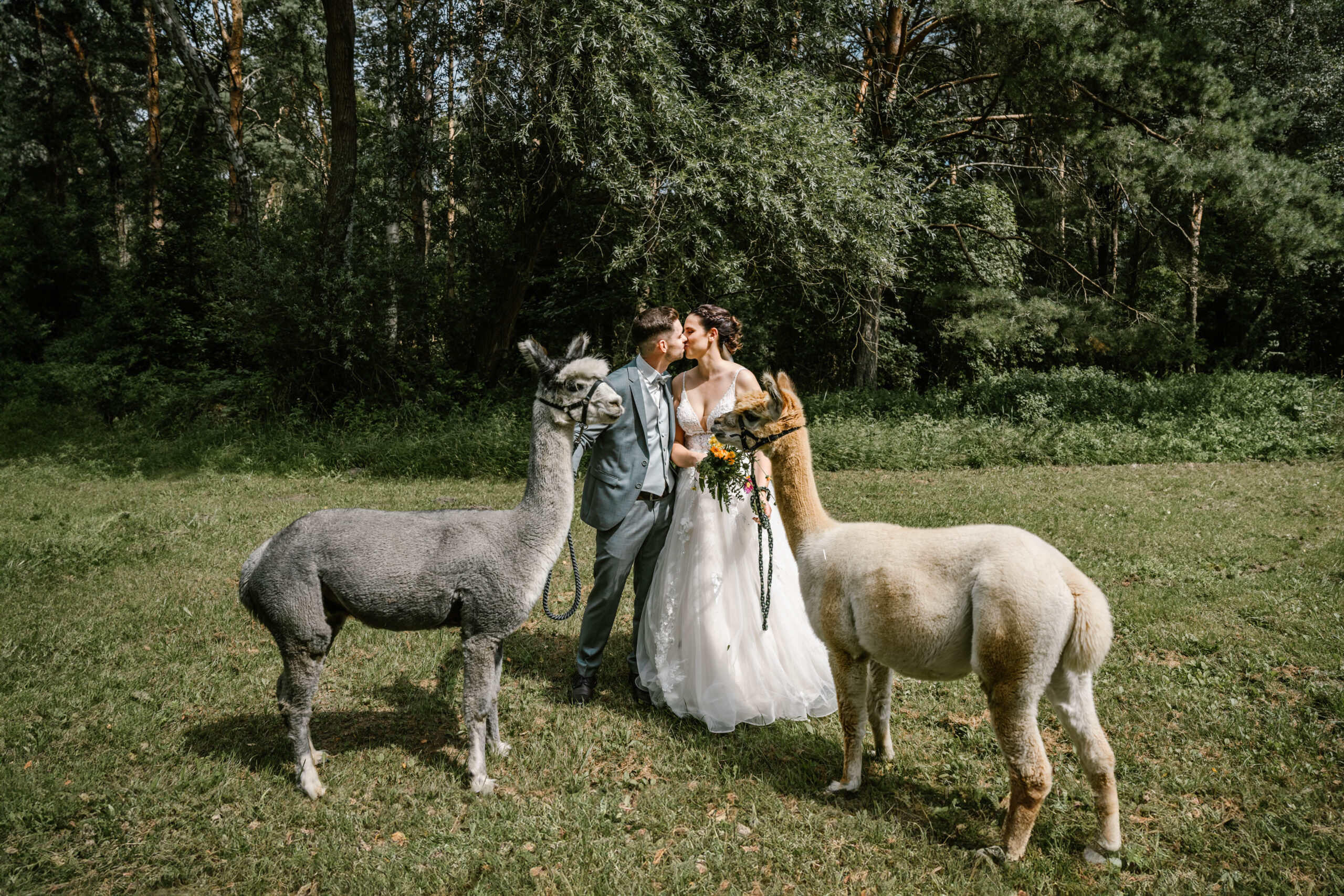 Hochzeitspaar mit Alpakas